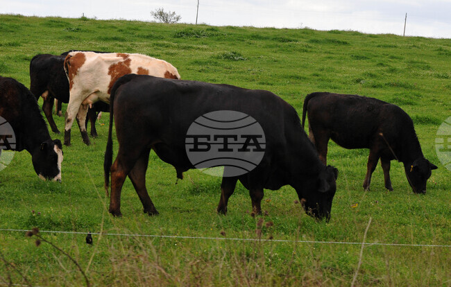 Турция е овладяла шапа по едрия рогат добитък