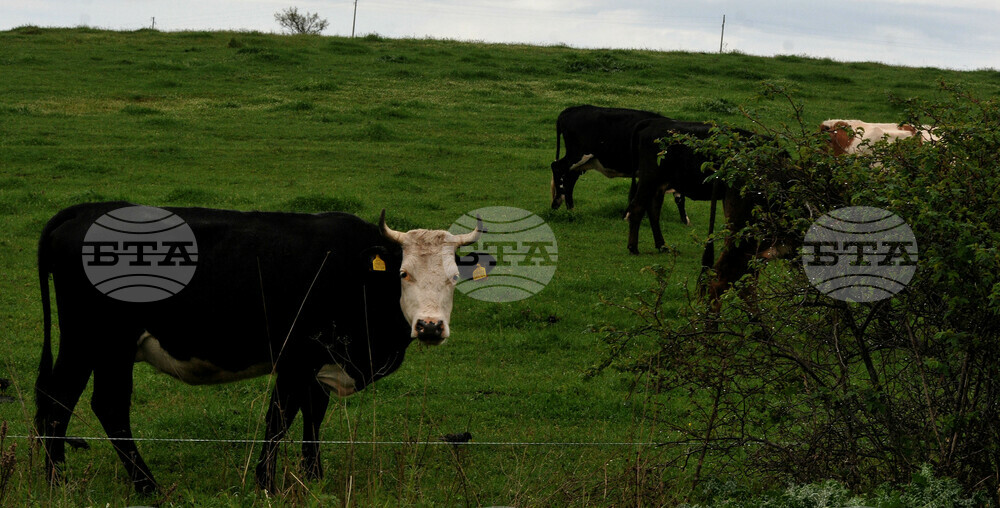 Bulgaria Records EU's Lowest Annual Average Milk Production in 2022