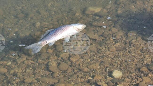 Dead Fish, Unusually Dark Water Reported in Struma River
