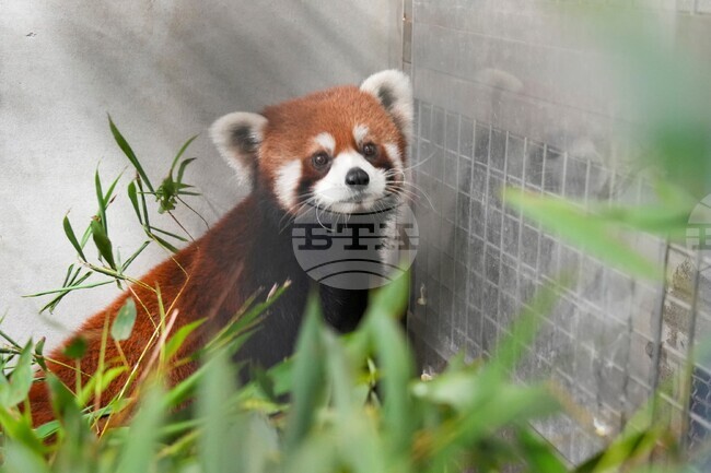 Taiwan China Red Pandas