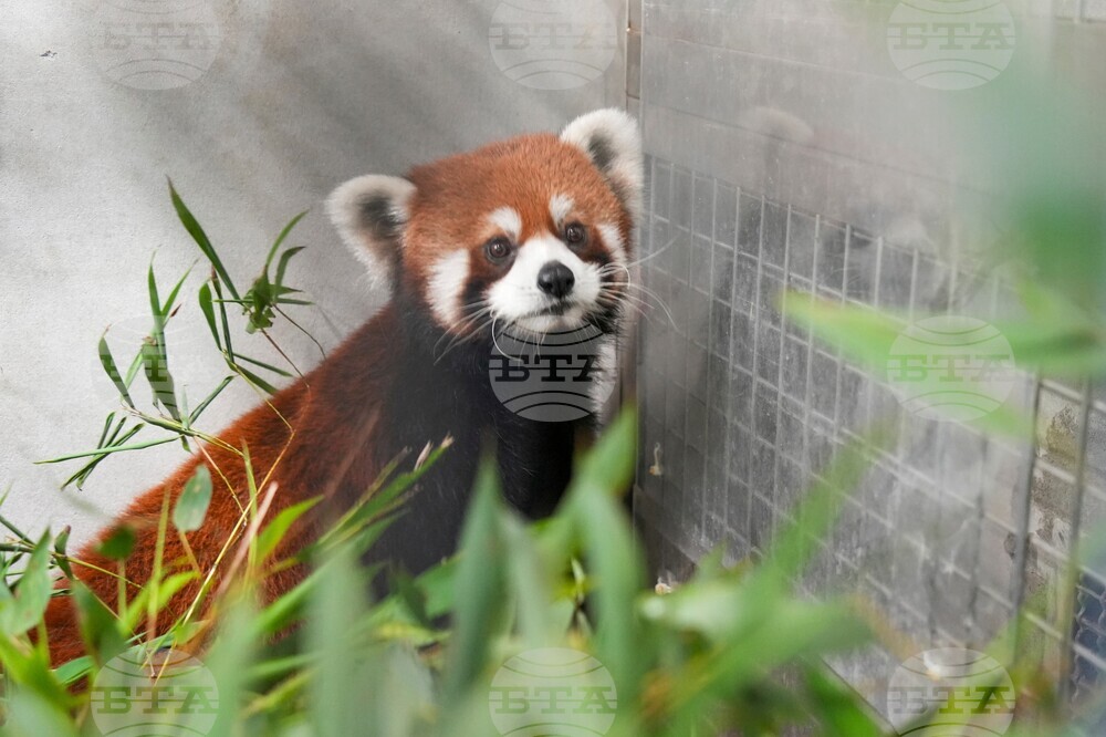 Taiwan China Red Pandas