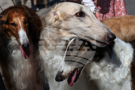 Russia Dog Show