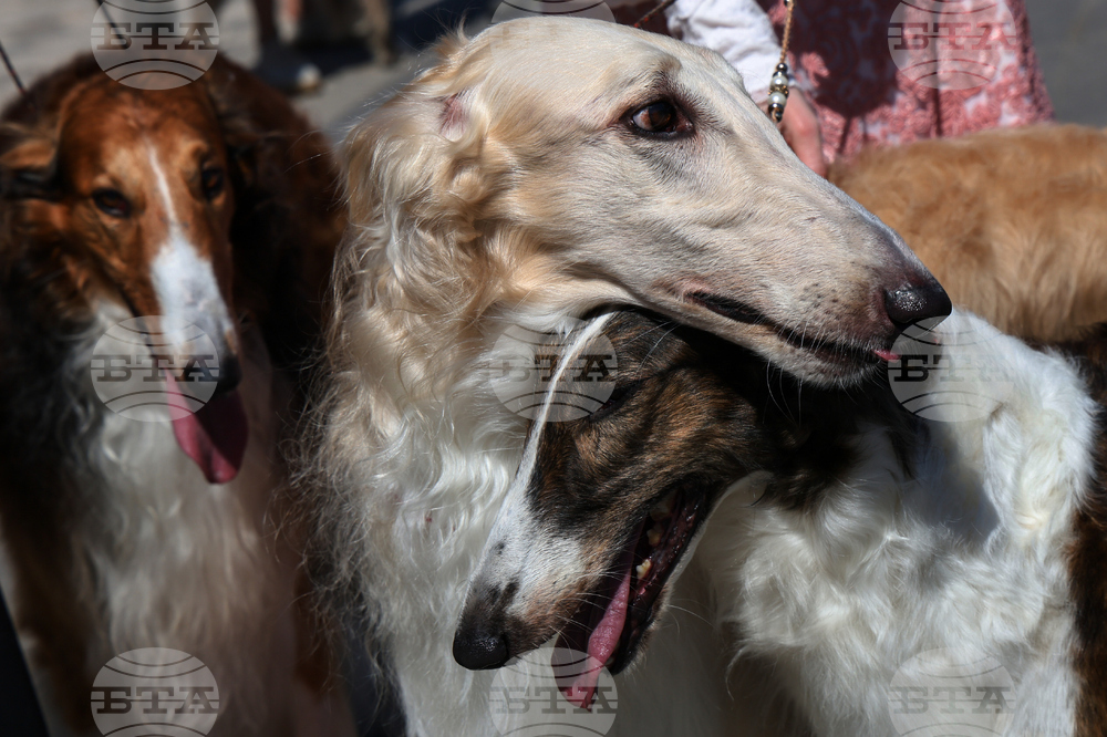 Russia Dog Show