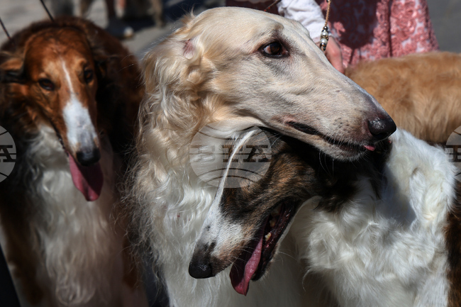 APTOPIX Russia Dog Show