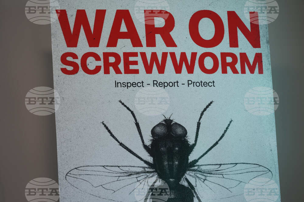 Screwworm Livestock
