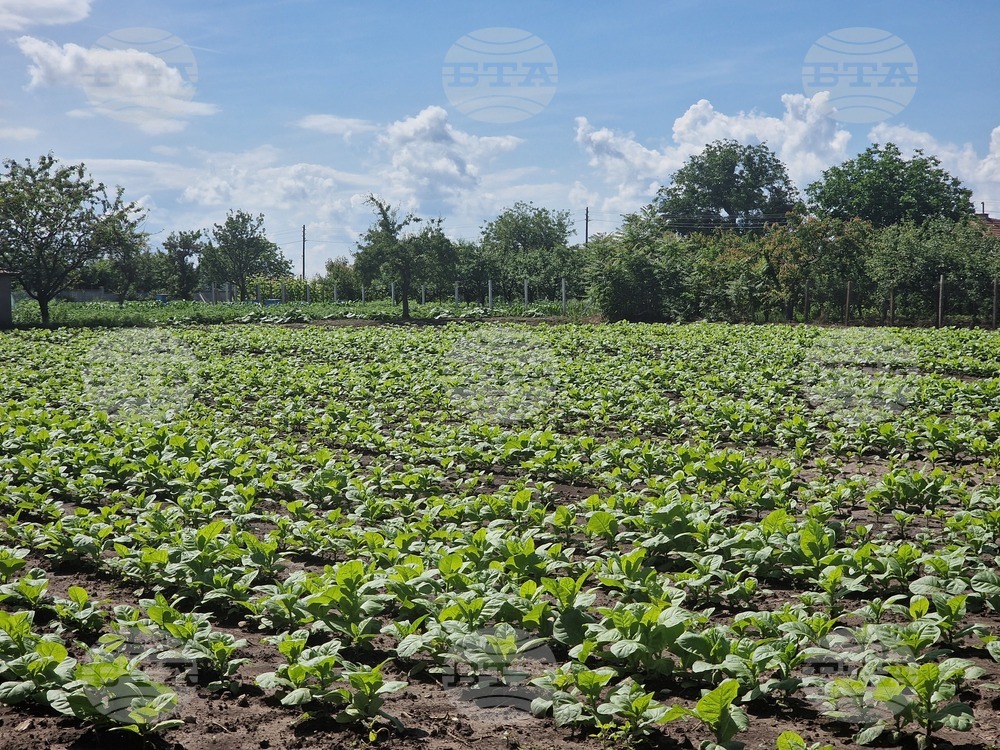 Over 8,300 Bulgarian Tobacco Growers Urge EC to Assess Impact of New Regulations on Tobacco Products on Rural Areas