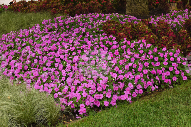 Gardening-New Plants