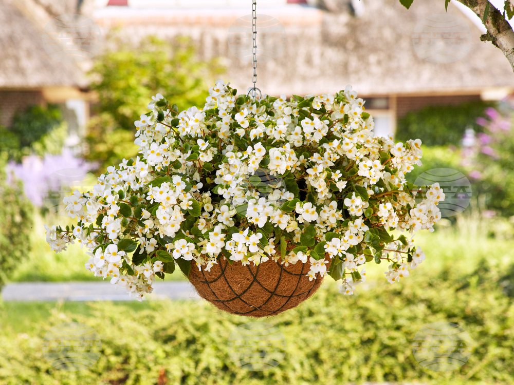 Gardening-New Plants