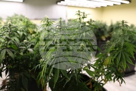 София - СДВР - акция срещу наркоразпространението