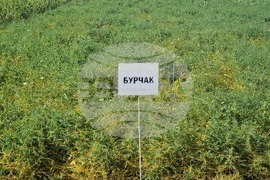 Кубрат - Сортови семена - полеви ден