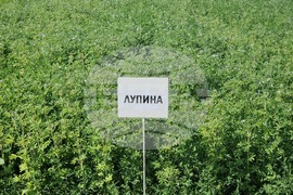Кубрат - Сортови семена - полеви ден