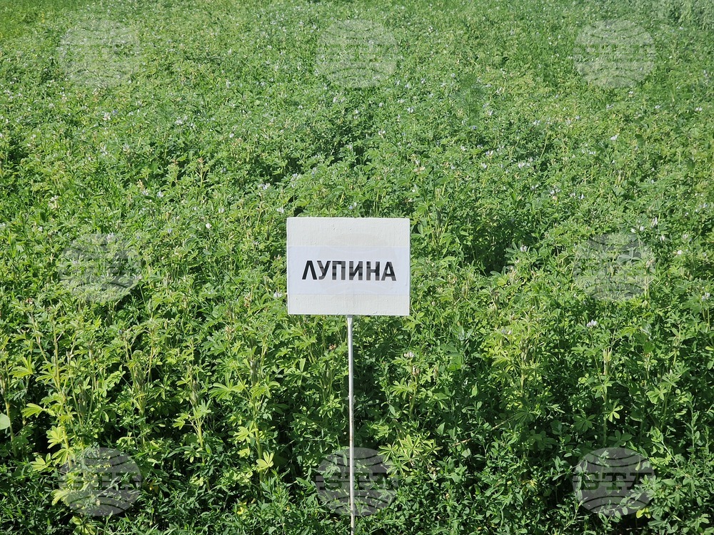 Кубрат - Сортови семена - полеви ден