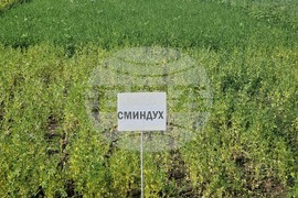 Кубрат - Сортови семена - полеви ден