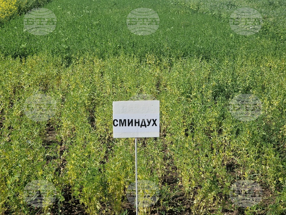Кубрат - Сортови семена - полеви ден