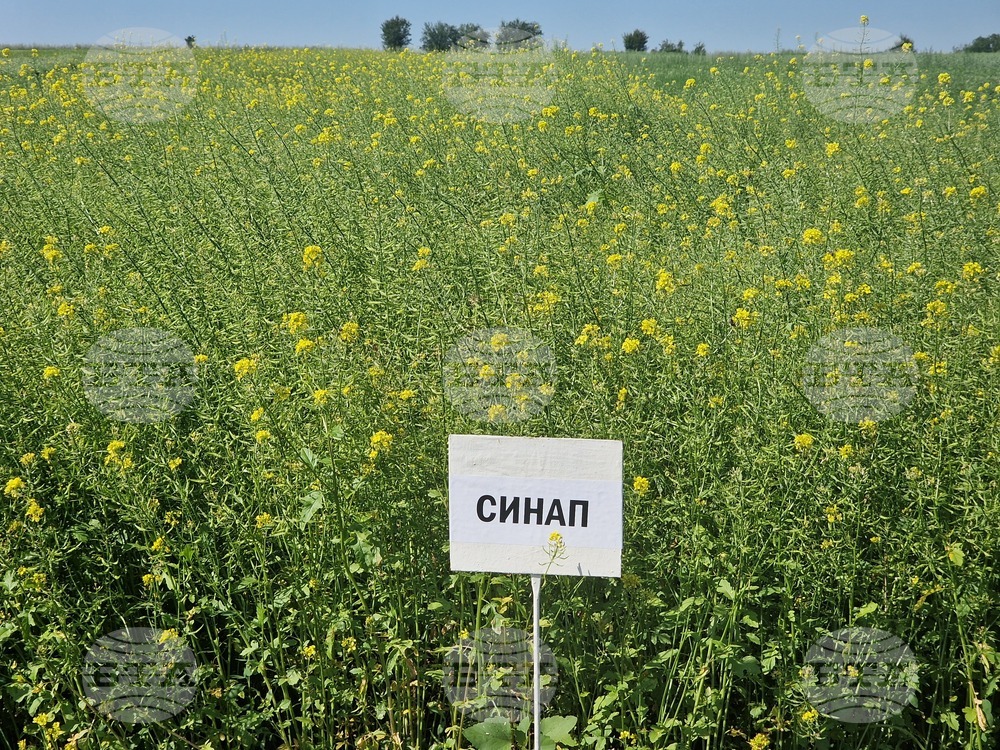 Кубрат - Сортови семена - полеви ден