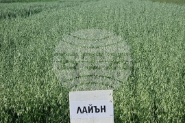 Кубрат - Сортови семена - полеви ден
