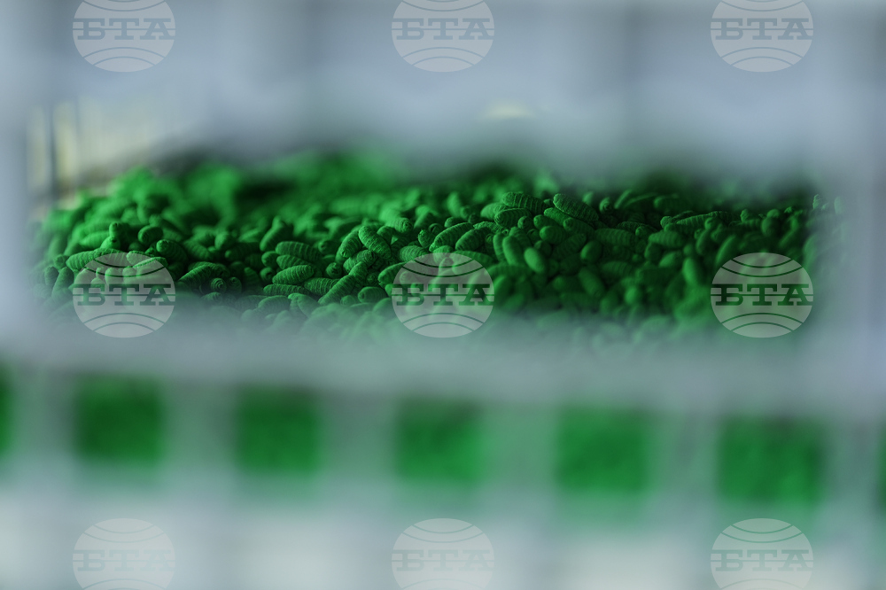 Screwworm Livestock