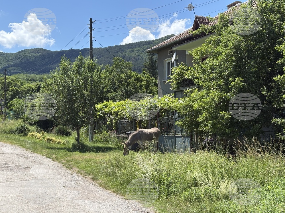 Село Видраре - Капка Радева - приемен родител