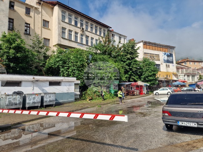 Мълния повали дърво в района на автогарата в смолянския квартал Устово