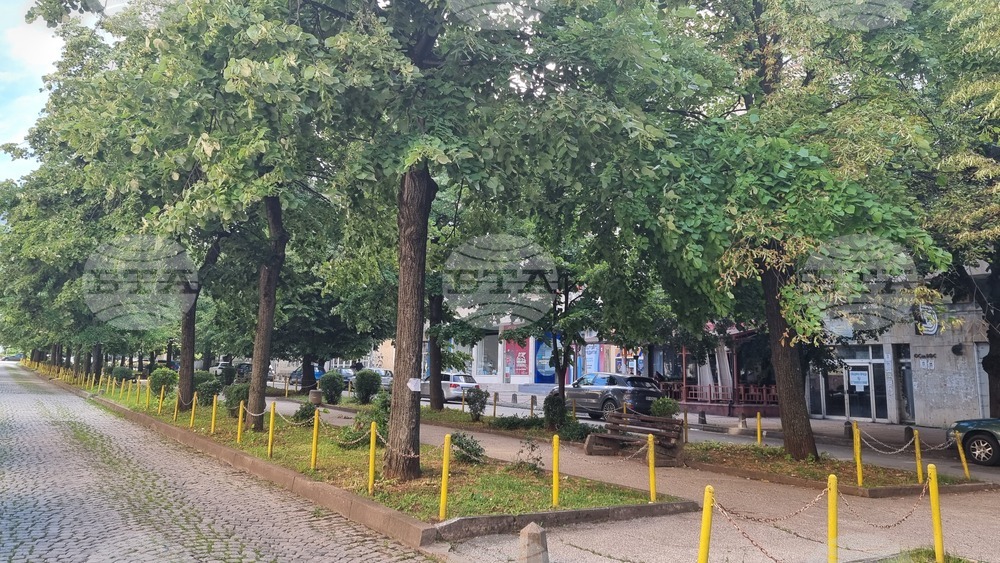 Няма да се изсичат липите по алеята на бившия булевард „Дунав“ във Враца, обяви кметът Калин Каменов