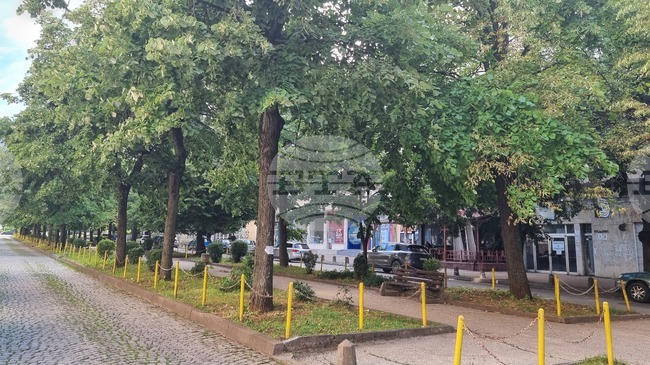 Няма да се изсичат липите по алеята на бившия булевард „Дунав“ във Враца, обяви кметът Калин Каменов