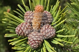Язовир Белмекен