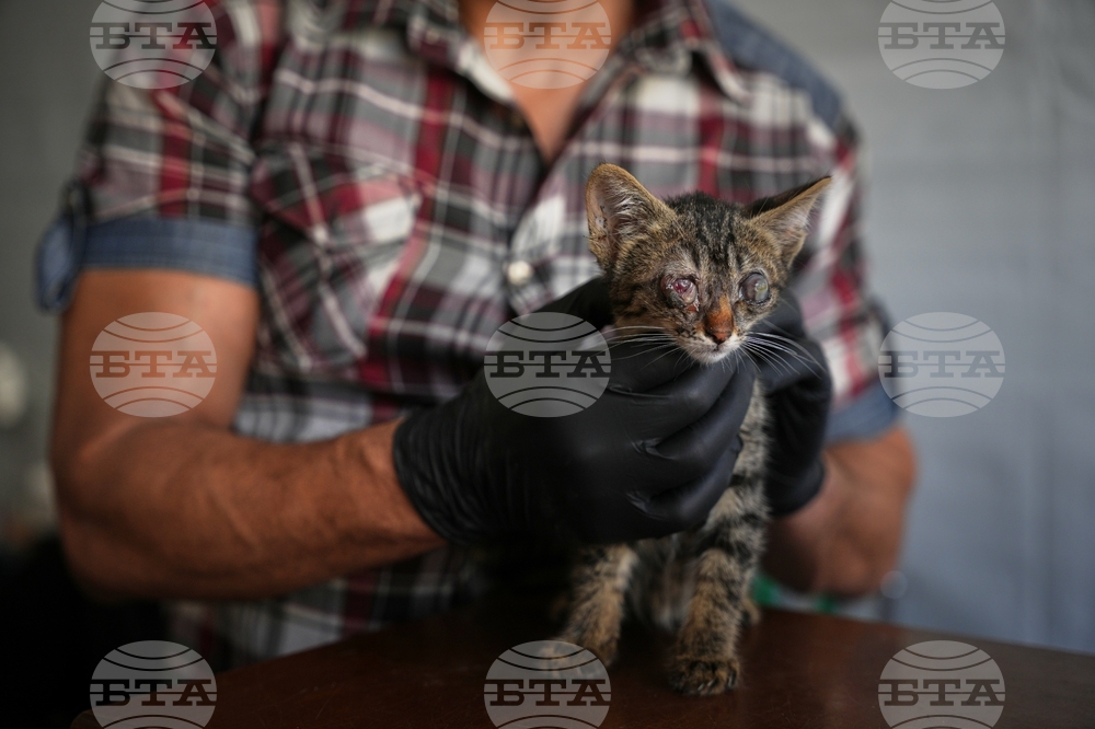 Palestinians Gaza's Pets