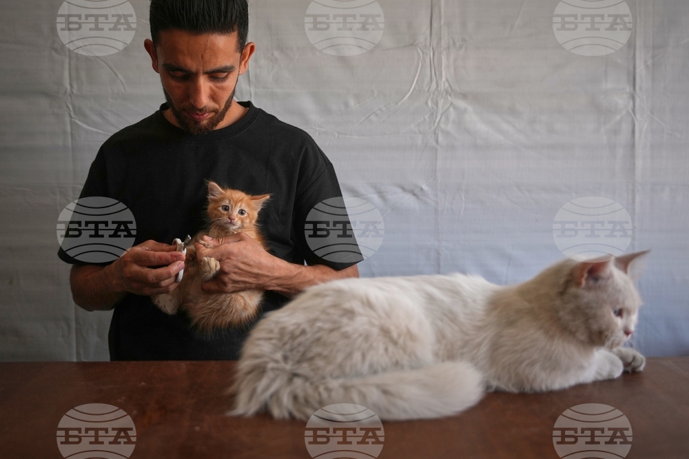 Palestinians Gaza's Pets
