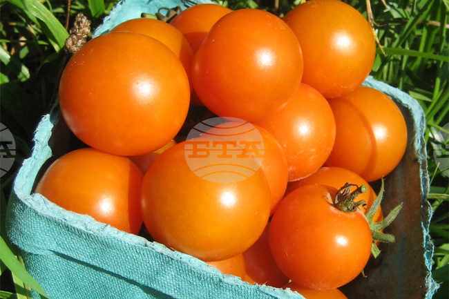 Gardening-Tomato Superstars