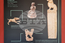 Варна - Археологически музей - изложба „По следите на кучето в Древна Тракия“