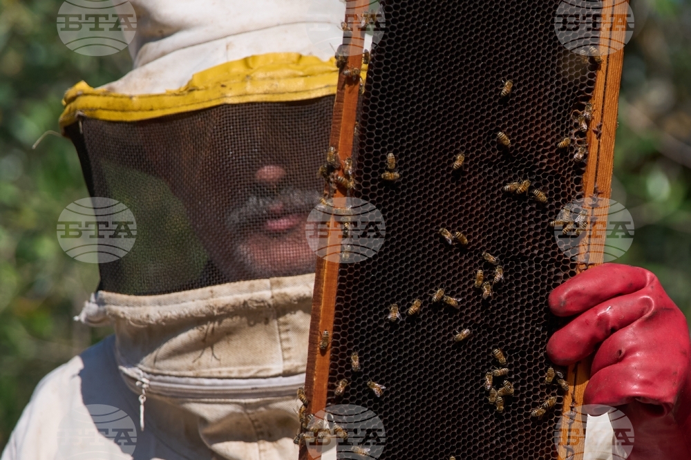 Lebanon Border Bees