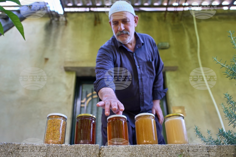 Lebanon Border Bees