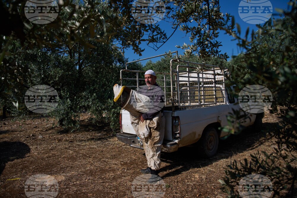 Lebanon Border Bees