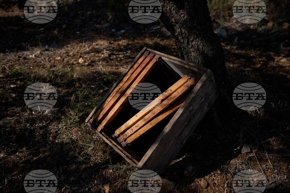 Lebanon Border Bees