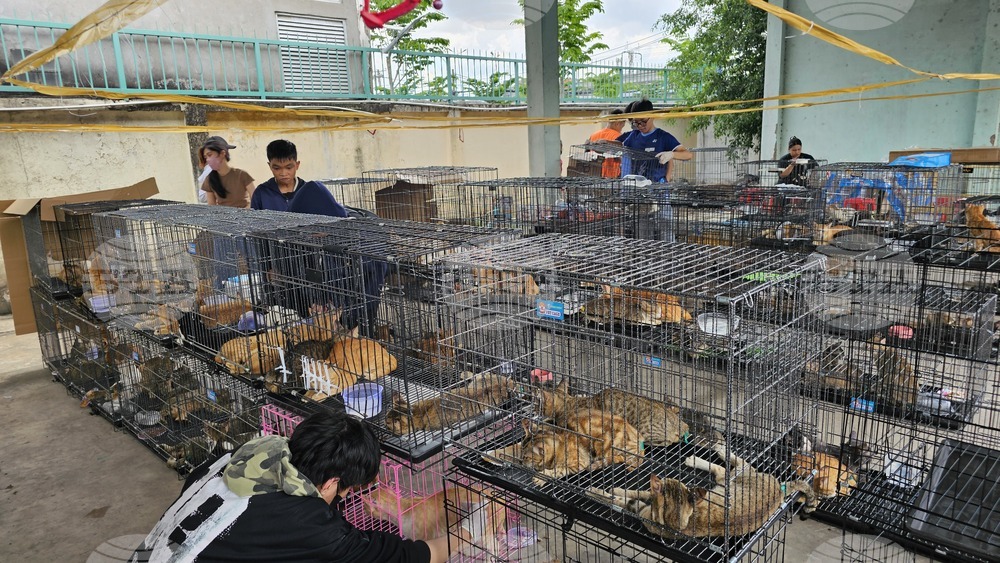 Vietnam Cat Rescue
