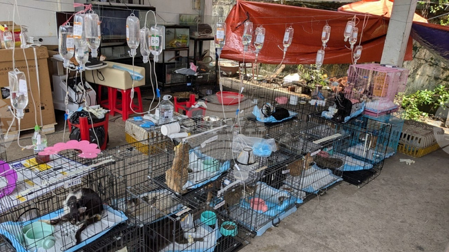 Vietnam-Cat Rescue