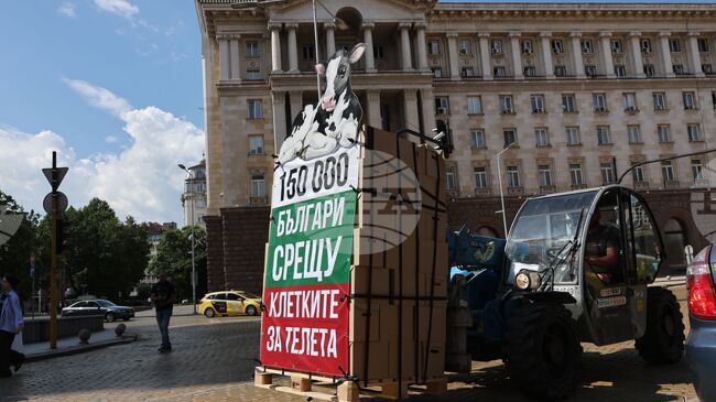 Представители на „Невидими животни“ внесоха в парламента петиция с искане за прекратяване на отглеждането на телета в клетки 