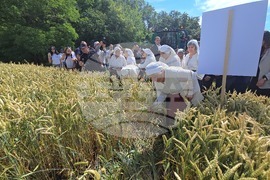 Село Дренов - жътвена кампания - откриване