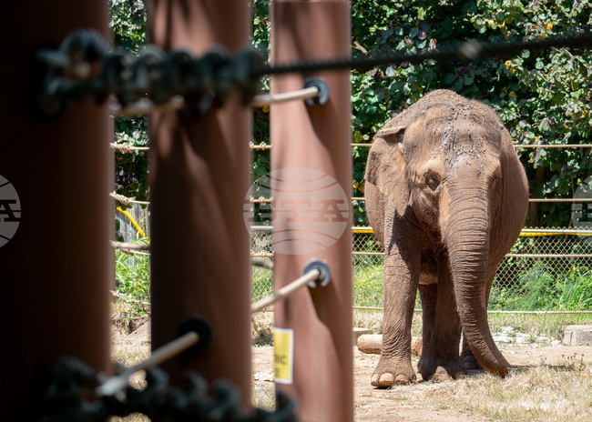 Elephant Rights Honolulu Zoo