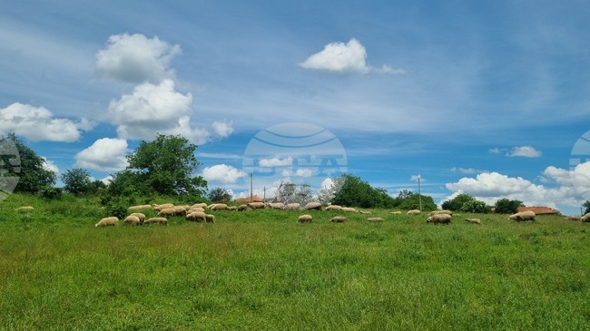 Outbreak of Sheep and Goat Pox Registered in Haskovo Region