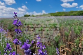 Чирпан - Международен фестивал на лавандулата 2026