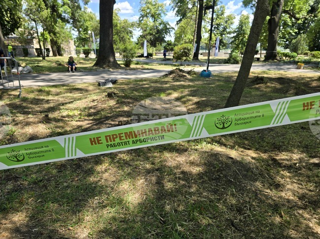 Арбористи от страната ще участват в национално състезание по катерене на дървета във Видин