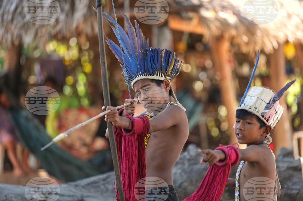 Brazil Amazon Indigenous Cattle