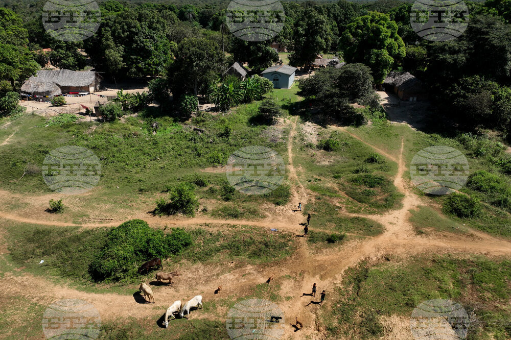 Brazil Amazon Indigenous Cattle