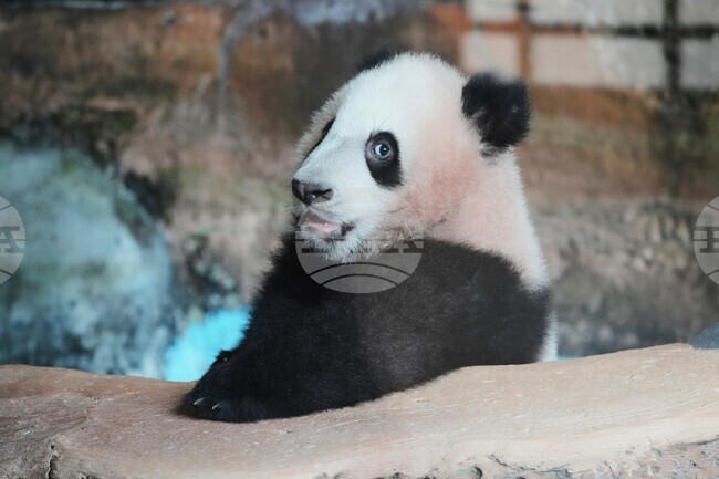 Indonesia Giant Panda