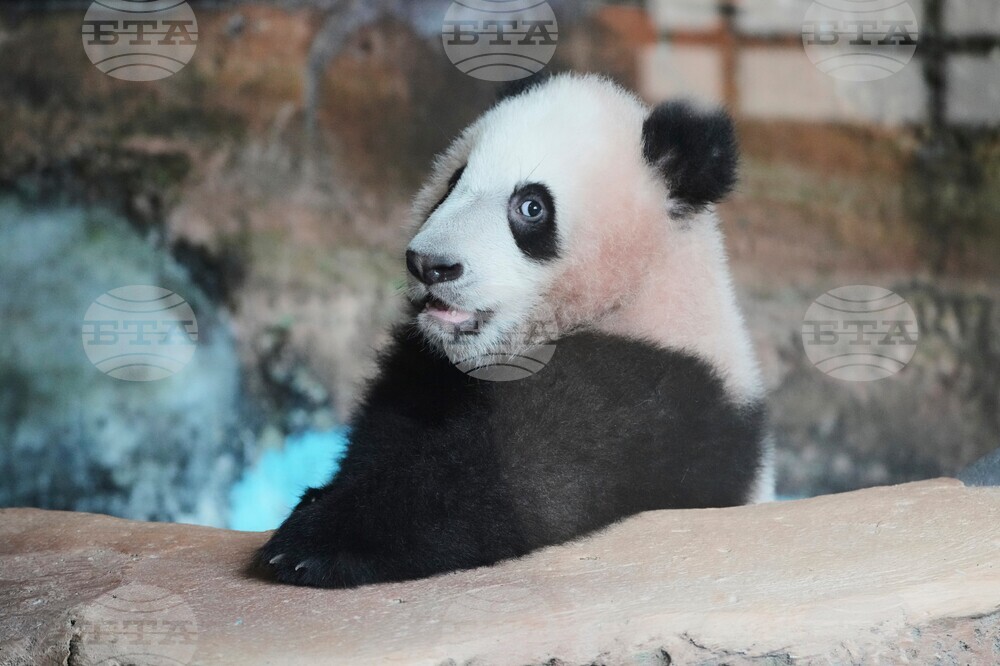 Indonesia Giant Panda