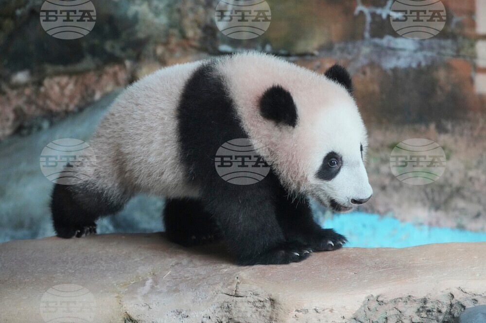 Indonesia Giant Panda