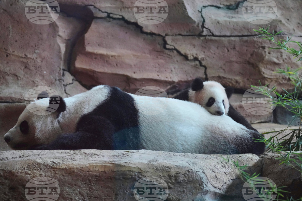 Indonesia Giant Panda