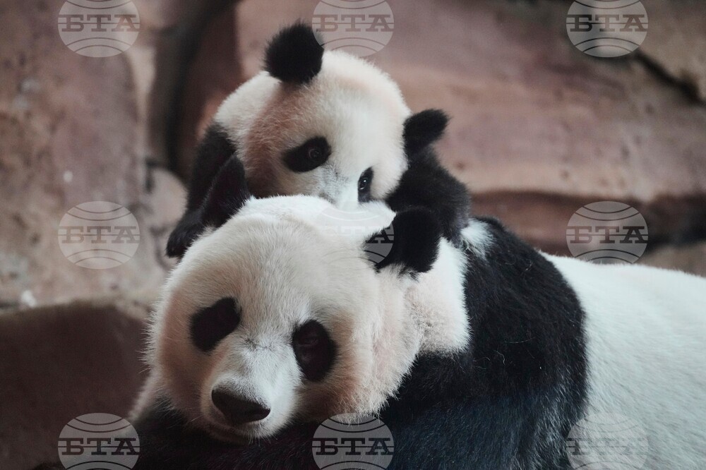 Indonesia Giant Panda