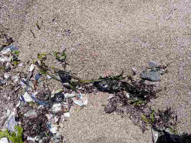Environment and Water Ministry Checks Reports of Oil Pollution on Bulgarian Black Sea Beaches